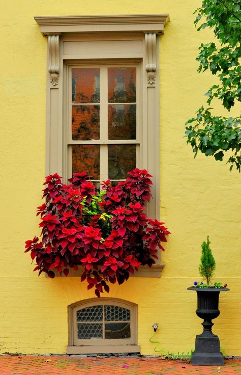 #yellow #colour Exterior Paint Combinations, Container Garden Design, Window Box Flowers, Flower Window, Beautiful Windows, Garden Windows, Yellow Walls, Window Boxes, Through The Window