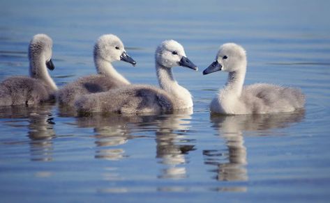 Swan Float, Yellow Aesthetic, View Image, Animal Kingdom, Public Domain, Free Stock Photos, Floating, Stock Photos, Animals