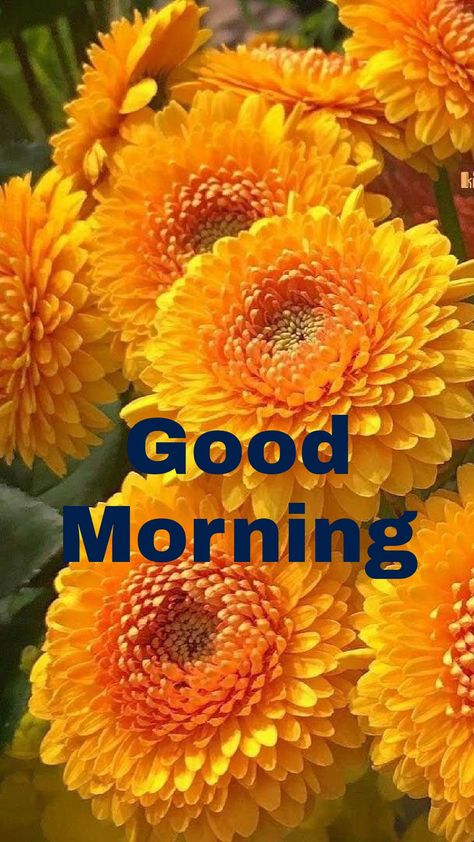 Good Morning Flowers Awesome, Happy Good Morning Images, Good Night Images Hd, Good Morning Beautiful Gif, Daily Greetings, Awesome God, Good Morning Images Flowers, Ganesha Pictures, Night Images