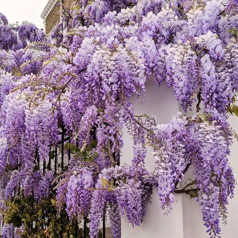 Wisteria in London | Photo by @margarita_karenko on Instagram Phoenix Moodboard, Wisteria Aesthetic, Wisteria Cottage, Bujo Aesthetic, Wisteria Tree, Moodboard Ideas, Color Aesthetic, Purple Vibe, Lavender Aesthetic