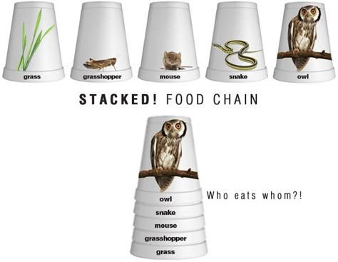 Here are some clever ways to use Styrofoam cups to teach math, English language arts, social studies and science! MATH 1. M, M,  M, R: Learn about mean, median, mode and range through a stacking competition—no nesting cups allowed! Teams … Rainforest Costume, Science Food Chains, Food Chain Activities, Oppgaver For Barn, Science Experience, Food Webs, Food Chains, 8th Grade Science, Styrofoam Cups