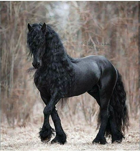 Black Horse, In The Woods, A Black, Long Hair, Hair, On Instagram, Instagram, Black