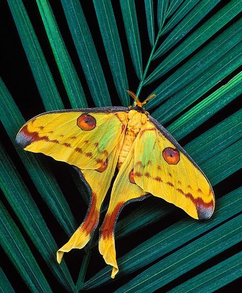 Comet Moth, Photo Papillon, Colorful Moths, Cool Insects, Moon Moth, Moth Caterpillar, Flying Insects, Beautiful Bugs, Luna Moth