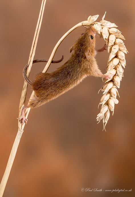 #mice  #mouse #nature Mouse Eating Strawberry, Field Mouse Photography, Mice Photography, Mice Reference, Pictures Of Mice, Mouse Reference, Mouse Climbing, Mouse Aesthetic, Mouse Photography