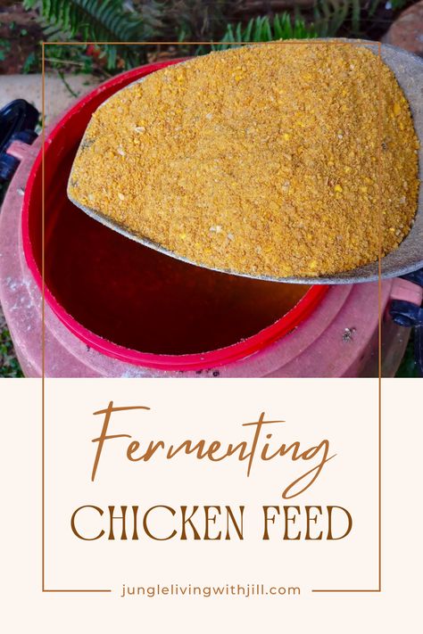 Want to produce higher quality eggs AND lower your feed costs? Consider fermenting chicken feed! Producing your own probiotic-rich feed is super simple too!  #homestead #raisingchickens #costaricahomestead Fermented Chicken Feed Recipe, Chicken Feed Recipe, Fermented Chicken Feed, Fermenting Chicken Feed, Raising Backyard Chickens, Nut Milk Bag, Chicken Feed, Backyard Chickens, Local Produce