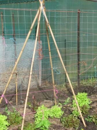 This school garden four stake tepee is made from thicker tall bamboo for stability and the posts are embedded in the soil. Sugaring Tips, Bamboo Teepee, Healthy Brekkie, Teepee Trellis, Bamboo Stakes, Nice Garden, Garden Tool Organization, Bamboo Trellis, Diy Trellis