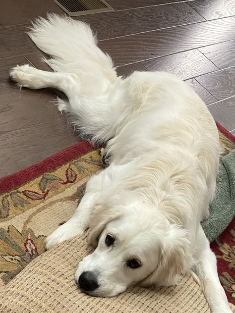 White Golden Retriever Puppy, White Retriever, White Golden Retriever, Pretty Dogs, Retriever Puppy, Cute Dogs And Puppies, Cute Animal Photos, Sweet Animals, Animals Friends