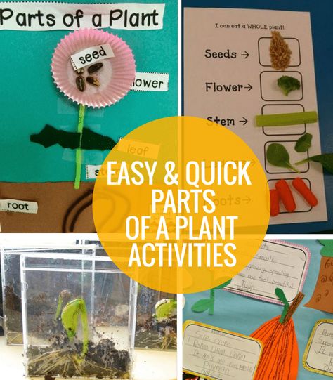 4 Easy and Quick Parts of a Plant Activities Plants Lesson Plans, Teaching Plants, Plants Kindergarten, Plant Lessons, Plant Activities, Plant Crafts, Kindergarten Lesson Plans, Kindergarten Fun, Kindergarten Lessons