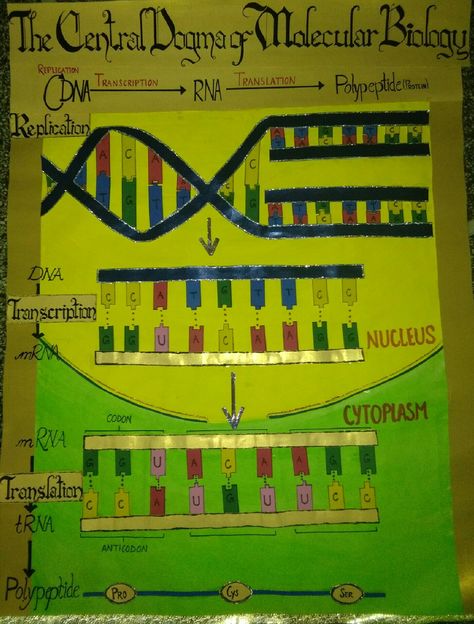 Project on central dogma of molecular biology made by @Royals_k Protein Synthesis Project, Biochemistry Project Ideas, Protein Synthesis Model, Central Dogma Of Molecular Biology, Translation Biology, Biology Model, Dna Transcription, Dna Activities, Biology Ideas