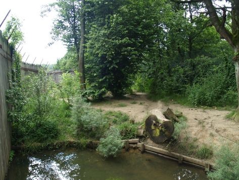 Wolf Enclosure, History Of Wales, Zoo Boo, Wildlife Rescue, Natural History, Animal Rescue, Eden, Wales, Tree Trunk