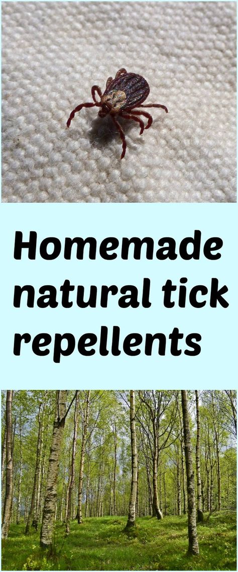 How To Repel Ticks On Humans, Diy Tick Repellent, Ticks On Humans, Tick Repellent For Humans, Homemade Tick Repellent, Tick Repellent For Dogs, Wood Tick, Tick Spray For Dogs, Natural Tick Repellent