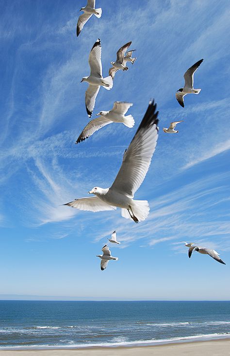 Loved being able to get this perspective of the beach and gulls from the 7th floor of a hotel! I shot it a few weeks ago, but it looks like summer isn't that far away now. A Flock Of Seagulls, Flock Of Seagulls, Flying In The Sky, Seagulls Flying, Coastal Birds, Shorebirds, Erkenci Kuş, Sea Birds, Bird Photo