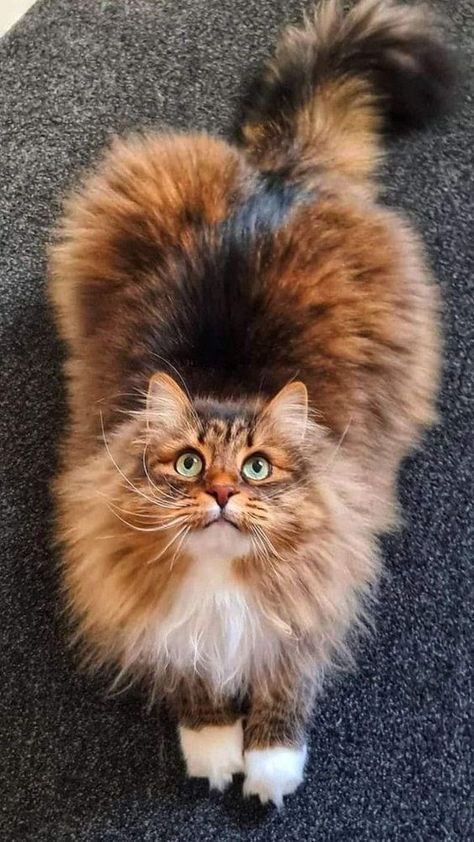 Gorgeous Cats, Beautiful Cat Breeds, Most Beautiful Cat Breeds, Fluffy Cat, Cute Cats And Kittens, Cute Animal Pictures, Cat Portraits, Cute Kittens