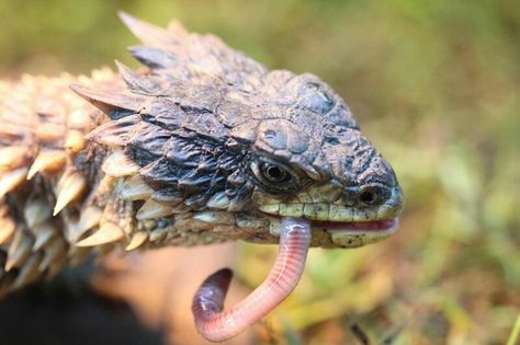 Armadillo Lizard, Snake Turtle, Animal Reference, Cute Reptiles, Animal Study, Interesting Animals, Any Question, Best Answer, Reptiles And Amphibians