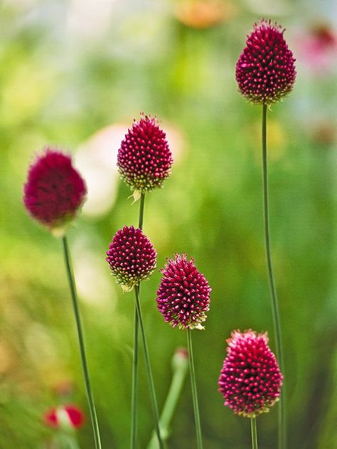 The drumstick allium has egg-shaped flowers in summer that start off green, then bloom and develop to pink and then clover red-purple. These plants are attractive in a bed or border, especially peeking up through other plants, such as roses, so that their nondescript foliage is hidden. Grows up to 36" tall in full sun in zones 3-8. Drumstick Allium, Allium Sphaerocephalon, Light Purple Flowers, White Flower Farm, Have Inspiration, Dried Flower Arrangements, The Grass, Front Garden, Summer Garden