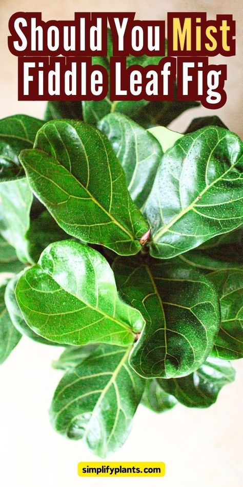 Fiddle Leaf Fig | Indoor Gardening - Mist fiddle leaf fig, fiddle leaf fig misting, fiddle leaf fig watering, 
fiddle leaf fig care, fiddle leaf fig problems, fiddle leaf fig leaves, 
fiddle leaf fig humidity, fiddle leaf fig tips, fiddle leaf fig 
maintenance, fiddle leaf fig watering schedule. fiddle leaf 
fig moisture, fiddle leaf fig leaf care, fiddle leaf fig water frequency, 
fiddle leaf fig plant care Fig Plant Care, Fiddle Fig Tree, Fiddle Leaf Fig Care, Fiddle Leaf Fig Plant, Fiddle Leaf Tree, Fig Plant, Fiddle Fig, Ficus Lyrata, Fiddle Leaf Fig Tree