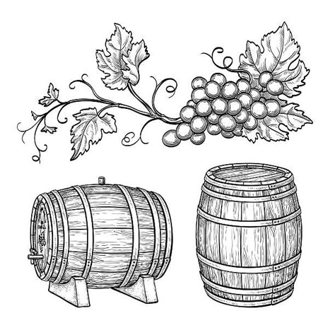 Wine Grapes Illustration, Wine Barrel Drawing, Winery Drawing, Winery Illustration, Vineyard Drawing, Barrel Drawing, Vineyard Illustration, Grape Drawing, Vine Ideas