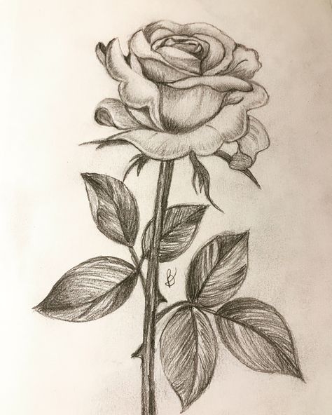 Pencil Drawings Of Flowers, Rose Sketch, Flower Art Drawing, Cool Pencil Drawings, Drawing Faces, Rose Drawing, Flower Sketches, Easy Drawings Sketches, Art Drawings Sketches Creative