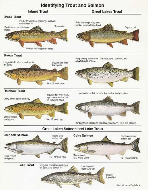 pdf of great lakes fish in mi | Lake Michigan Fishing Charter, Chicago, Waukegan IL. Lake Michigan ... #salmonfishing Michigan Fish, Michigan Fishing, Fish Chart, Lake Trout, Fish Poster, Trout Fishing Tips, Trout Fish, Bass Fishing Tips, Fish Species