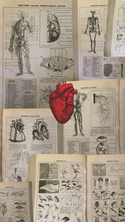 #anatomy#books#book#reading#read#human#body#heart#health#healthy#vintage#old#learn#learning#learner Anatomy Books, Anatomy Book, Book Reading, Heart Health, Health Healthy, Anatomy, Books To Read, Human Body, Human