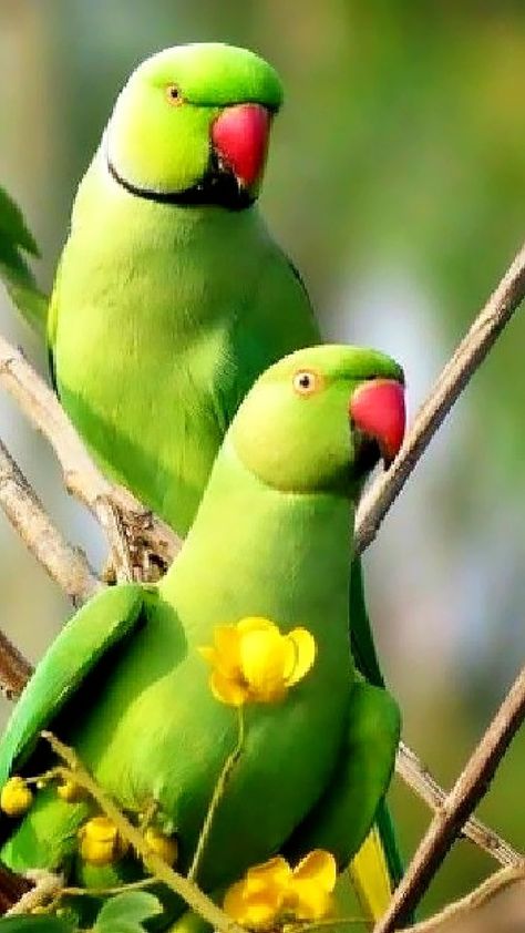 Pretty Parrots, Ringneck Parrot, Ring Necked Parakeet, Indian Ringneck, Ring Neck, Colourful Birds, Kinds Of Birds, Boat Race, Parrot Bird