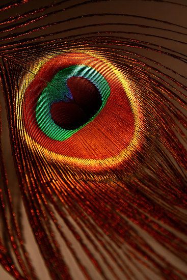 Peacock Feather Art, Red Peacock, Peacock Colors, Peacock Art, Peacock Bird, Feather Art, Krishna Wallpaper, Peacock Feathers, Krishna Art