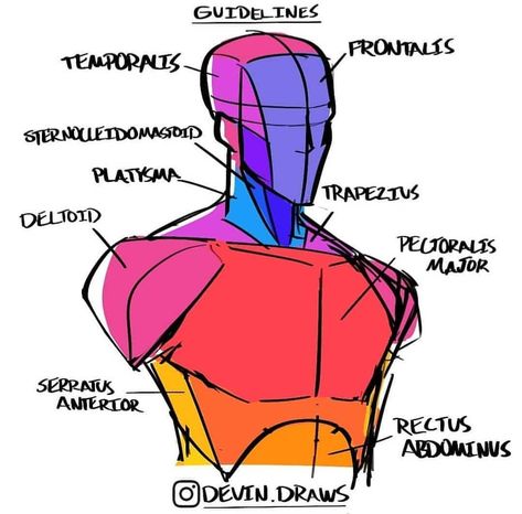 howto_draw on Instagram: “Follow @artists_featuring_artists Credits to:@devin.draws !!! . . . . 👻Disclaimer: I do not own any of the pictures posted unless stated.…” Torso Muscle Reference, Human Body Anatomy Drawing Art Reference, Muscles Art Reference, Antomany Drawing, Torso Anatomy, Muscle Model, Anatomy Tutorial, Human Anatomy Drawing, Body Drawing Tutorial