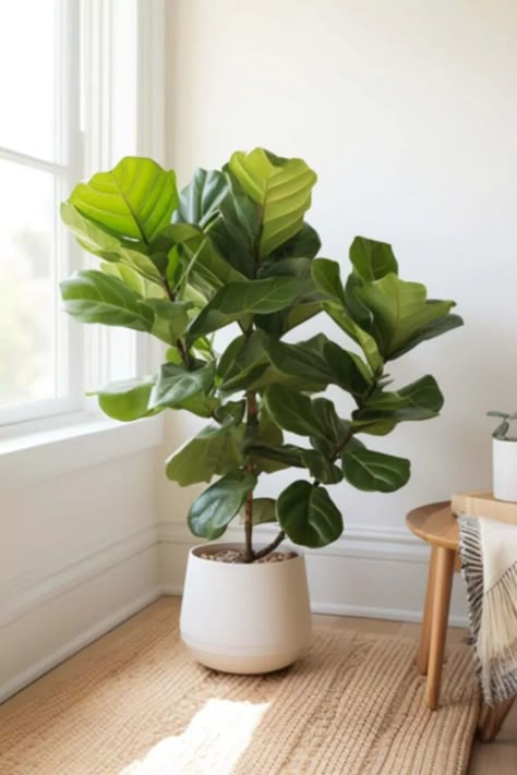 Indoor Plants Fiddle Leaf Fig, Big Leafy Plants, Fiddle Leaf Fig Aesthetic, Indoor Fig Plant, Small Fiddle Leaf Plant, Big Leaf House Plants, Indoor Fig Tree, Ficus Plant Indoor, Fiddle Leaf Tree Living Room