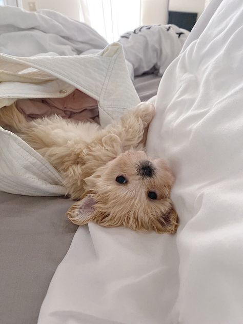 Apricot Maltipoo, Maltipoo Full Grown, Puppy Fluffy, Cute Fluffy Puppies, Vanilla Girl Aesthetic, Aesthetic Clean Girl, Aesthetic Animals, Fluffy Dog, Cute Dogs Images