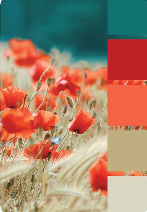 What Colors Are Trending Now, Teal And Red Color Palette, Coral Colour Palette, Teal Color Palette, Tv Wall Decor Ideas, Turquoise Color Palette, Red Colour Palette, Color Schemes Colour Palettes, Tv Wall Decor