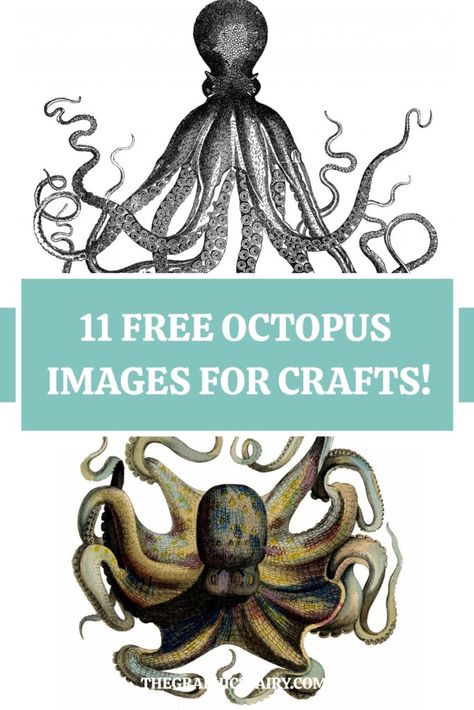 This is a wonderful Collection of Vintage Octopus Images and Cuttlefish Pictures. Perfect to use in DIY Projects, Crafts and Junk Journals! Octopus Images, Octopus Graphic, Vintage Octopus, Clip Art Pictures, Drawing Examples, Graphics Fairy, Printable Crafts, Decoupage Paper, Step By Step Drawing