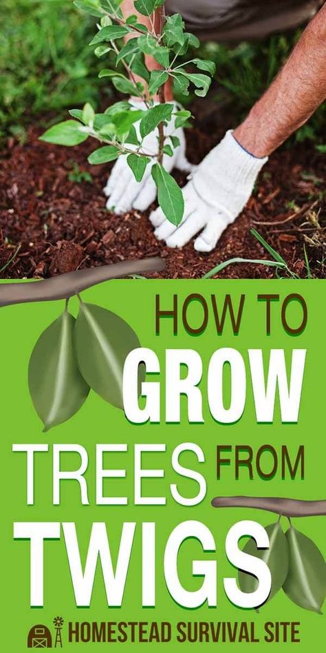 Grow A Tree From A Branch, Propagate Tree Branches, How To Grow A Tree From A Branch, How To Plant A Tree, Propagating Plants From Cuttings, Propagate Plants, Grow From Seed, Grafting Plants, Growing Fruit Trees