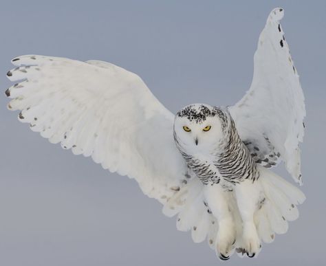 Pictures Of Owls, Arctic Owl, Snowy Owls, Raven Tattoo, Snowy Owl, Art Pictures, Owls, Birds, Animals