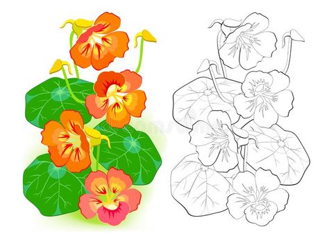 Nasturtium Drawing, Nasturtium Illustration, Black And White Template, Nasturtium Flowers, Coloring Illustration, White Template, Flower Line Drawings, Flower Drawing Tutorials, Flower Sleeve