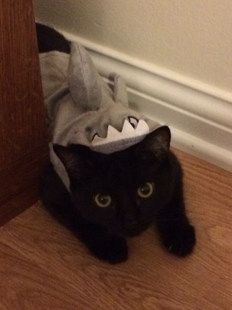 Happy Halloween  Lemmie The Shark Cat or swallowed by a shark? Shark Cat Pfp, Shark Cat, Cat Shark Costume, Cat In Shark Costume Drawing, Cats In Shark Costumes, Shark Cat Art, Cat Shark, Kitten Dress, Shark Meme