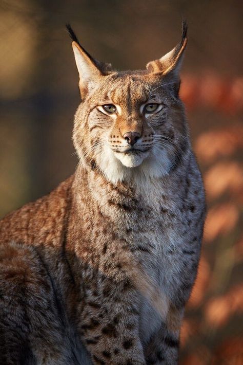 Wild Cat Species, Lynx Lynx, Canada Lynx, Eurasian Lynx, Wild Animals Photography, French Bulldog Art, Forest Habitat, Animals Care, Paws And Claws