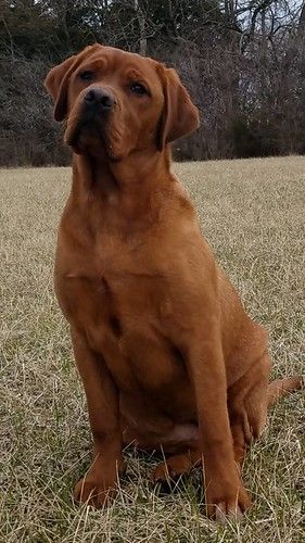 Red Lab Puppy, Facebook Symbol, Red Fox Lab, Fox Labrador, Fox Red Labrador Puppy, Red Lab Puppies, Dog Goals, Fox Red Lab, English Labrador