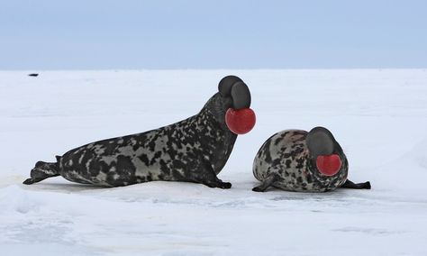 The Voyage of the Dolphin review – a jovial tale of polar adventure - Kevin Smith’s second novel sees three incompetent undergrads try to recover a legendary giant’s bones from the Arctic Hooded Seal, Funny Looking Animals, Banff Springs Hotel, Elephant Seals, Bizarre Animals, Winter Unit, Unique Creatures, Strange Animals, Fauna Marina