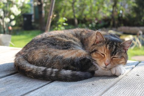 Free photo: Cat, Animal, Pet, Sleep, Nature - Free Image on ... Excited Cat, Sleeping Pose, Sleeping Drawing, Sleeping Animals, Cat Plants, Cat Reference, Cat Pose, Sleepy Cat, Sleeping Positions