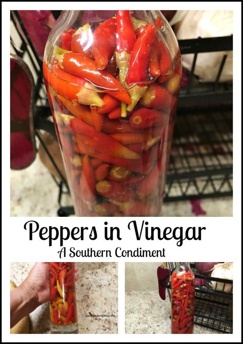 Peppers in Vinegar!  http://www.myturnforus.com/2016/08/peppers-in-vinegar.html Hot Pepper Vinegar, Peppers In Vinegar, Tabasco Peppers, Southern Meals, Pepper Vinegar, Flavored Vinegars, Freezing Vegetables, Tabasco Pepper, Hot Sauce Recipes