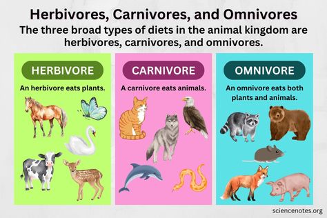 Omnivores Animals, Herbivores Animals, Herbivore Carnivore Omnivore Activities, Carnivores Herbivores Omnivores, Learn Biology, Chicken For Dogs, Baby Learning Activities, List Of Animals, Animal Groups