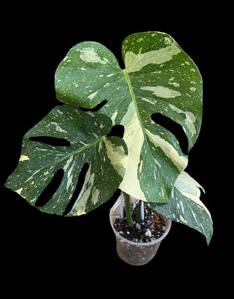 PRICES MAY VARY. Rare Affordable Luxury- Add the exotic Thai Constellation Monstera to your plant collection. Thai makes a statement with its speckled beauty and presence. Plant fully rooted. Highly Variegated. Highly Variegated Full Plant- Thai has the perfect combination of green and creamy white patterns. Each leaf is unique. Our Thai push out 1 leaf per month. You can expect your plant to look similar to one of the first 4 photos. This is large Thai plant. The plant is minimum 16 inches heig House Plant Reference, Thai Plants, Monstera Verigated Plant, Monstera Plant Variegated, Rare Variegated Plants, Albino Monstera Plant, Thai Constellation Monstera, Thai Constellation Monstera Care, Florida Vibes