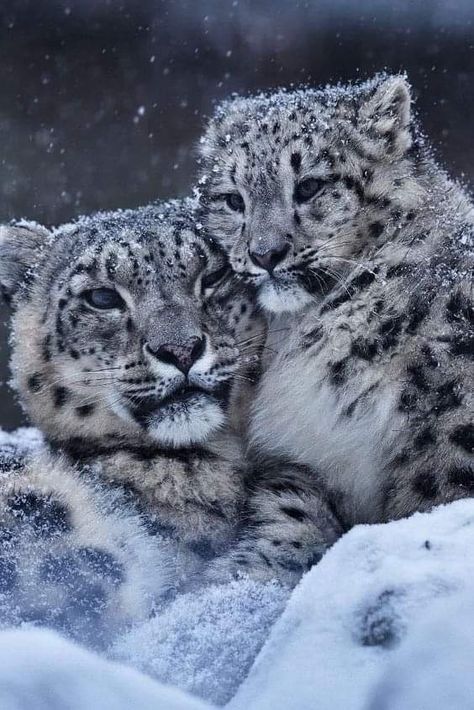 Snow Leopard Pictures, Leopard Art, Clouded Leopard, Baby In Snow, Wild Animals Pictures, Wild Creatures, Wild Dogs, Tree Frogs, Cute Wild Animals