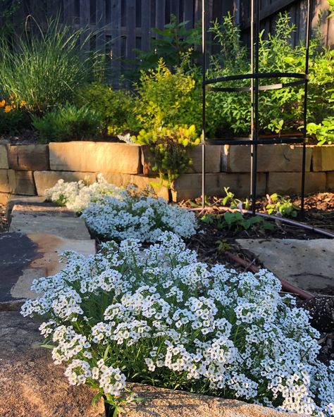 My sweet alyssum is looking <3 as the sun goes down. Sweet Alyssum, Sun Goes Down, Home Flowers, Garden Diy, Horticulture, Landscaping, The Sun, Dream House, Roses