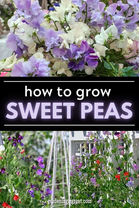 How to Grow Sweet Peas Indoors and Outside - Gardening is Great Sweet Peas On Trellis, Growing Sweet Peas Trellis, Sweet Pea Flowers Trellis, Sweet Peas Trellis Ideas, Diy Sweet Pea Trellis, Climbing Sweet Peas, Sweat Pea Trellis Ideas, Sweet Pea Hanging Basket, Sweet Pea Growing Ideas