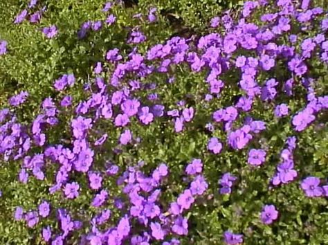 Cress Plant, Rock Bed, Growing Tips, Ground Cover Plants, Questions And Answers, Ground Cover, Backyard Design, Garden And Yard, How To Grow