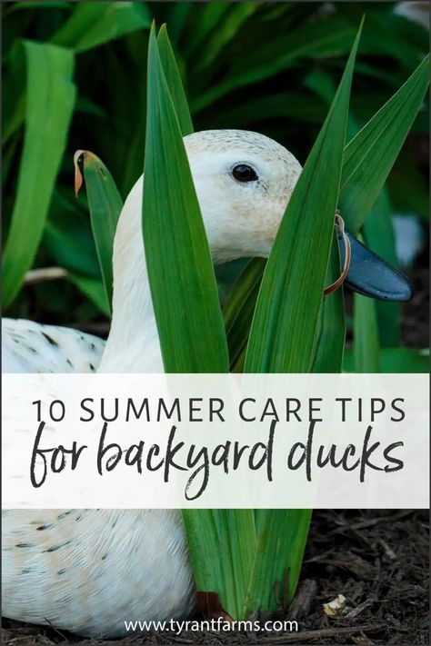 Use these ten duck summer care tips as a checklist to make sure your backyard (or small farm) ducks are well cared for during extreme summer heat. #TyrantFarms #backyardducks #petducks #raisingducks Keeping Ducks Cool In Summer, Homestead Beginner, Duck Raising, Duck Tips, Farm Ducks, Duck Care, Keeping Ducks, Swan Pond, Duck Stuff