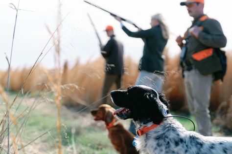 Upland Quail Hunting at our Retreat in Eastern Tennessee Eastern Tennessee, Quail Hunting, Sporting Clays, Happy Camp, East Tennessee, Hunting Season, Press Photo, Dog Friends, Tennessee