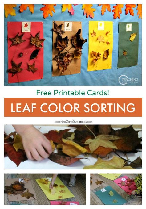 After reading "Going on a Leaf Hunt", collect leaves and sort them by color! Free printable cards for preschoolers for color recognition. Leaf Hunt, Fall Activities For Toddlers, Thanksgiving Activities Preschool, Fall Science, November Crafts, Fall Preschool Activities, Fall Lessons, Tree Study, Fall Kindergarten