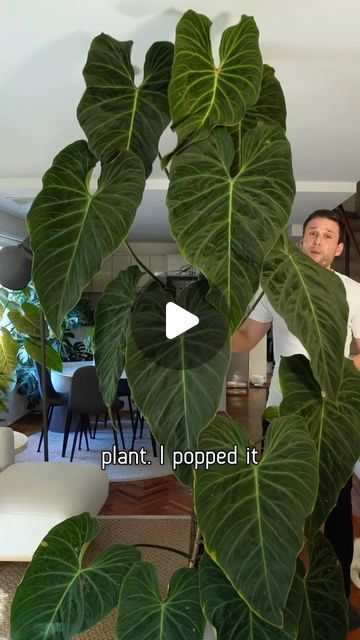 Sydney Plant Guy 🌱 on Instagram: "Philodendron ‘Splendid’ (melanochrysum x verrucosum) is a stunner & much easier to grow than the parent species :) #mosspole #philodendronsplendid #houseplants" Philodendron Splendid, Plant Guy, Philodendron Plant, Yt Channel, Big Chop, Bounce Back, Just Giving, House Plants, To Grow